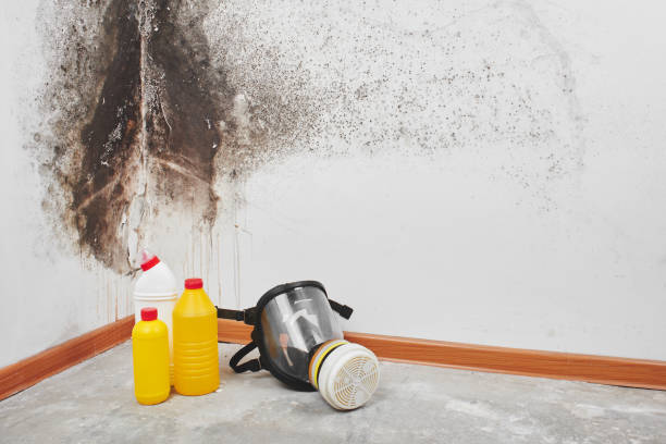 Best Black Mold Removal  in La Vista, NE