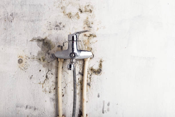 Best Mold Remediation  in La Vista, NE
