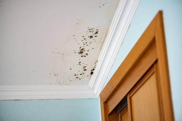 Best Mold Damage Repair  in La Vista, NE