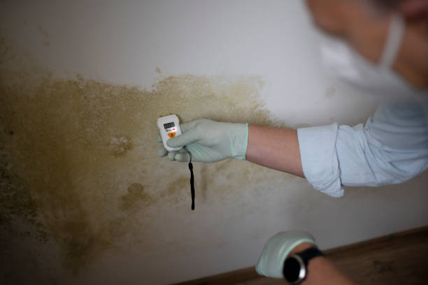 Best Commercial Mold Removal  in La Vista, NE