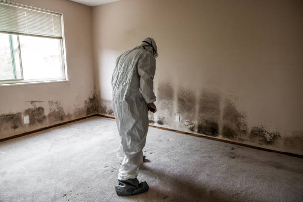 Home Mold Removal in La Vista, NE