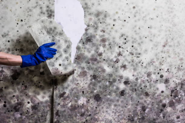 Best Certified Mold Removal  in La Vista, NE