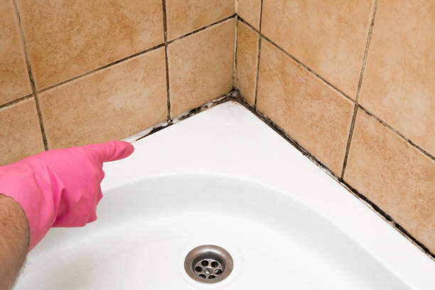Best Residential Mold Removal  in La Vista, NE