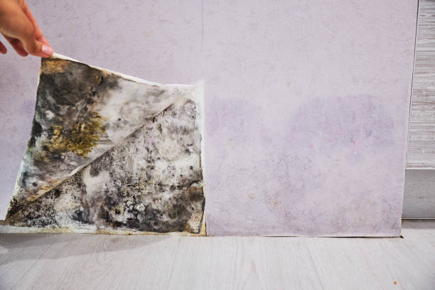 Best Fast Mold Removal  in La Vista, NE